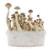 Buy fresh mushroom grow kit B+ 