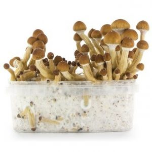 Buy fresh mushroom grow kit ecuador